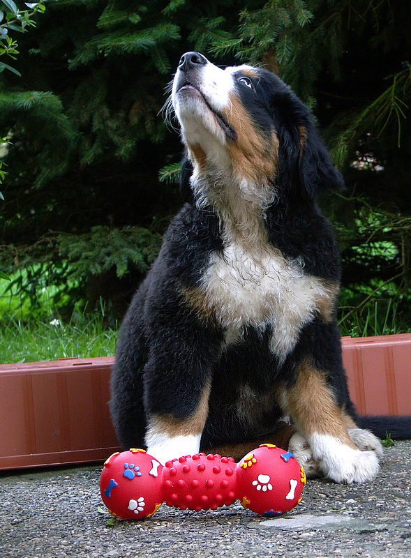 Anton PICT0731.psd_Bildgröße ändern.jpg - Antooooooon Susi ruft vom Balkon